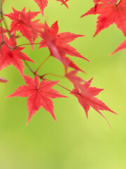 滑らかな明るい緑色背景真っ赤に染まる楓の葉紅葉