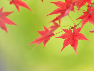 滑らかな明るい緑色背景真っ赤に染まる楓の葉紅葉