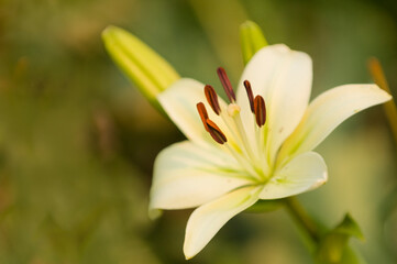 Fototapeta premium White Asiatic Lily Flowers. LIly Snowdon