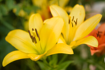 Obraz premium Oriental Lily Rapid Yellow Flower Duo