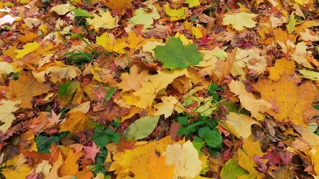 A close-up view of vibrant yellow and brown autumn leaves scattered on the forest floor. The ground is covered in fallen maple and oak leaves, capturing the essence of the fall season.