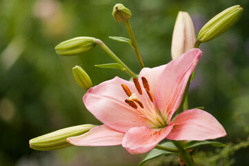 Fototapeta premium Pink Asiatic Lily Vivaldi in full bloom in summer garden