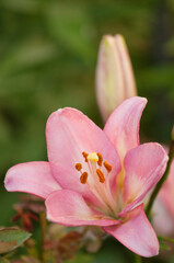 Obraz premium Pink Asiatic Lily Chianti in full bloom in summer garden