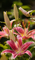 Obraz premium Oriental Lily Stargazer Flowers in full bloom. Pink red cheerful flowers blossoming in the garden covered with raindrops