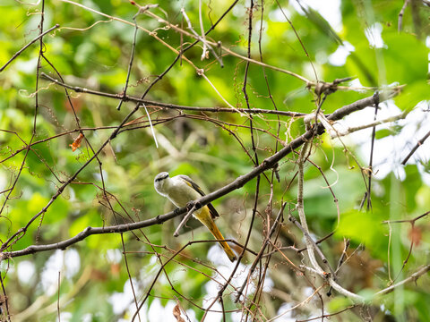 a small minivet bird is on a tree on a dry branch enjoying seeds 