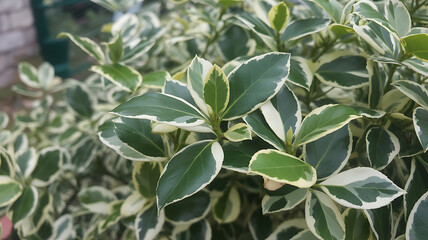 Variegated evergreen shrub with glossy green leaves edged in creamy white, showcasing lush foliage