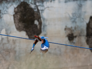 A kingfisher fly from a rope railing, showcasing vivid colors and a strong pose against a smooth...