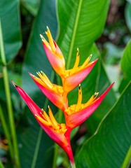 Obraz premium Close-up of vibrant orange-red flower with yellow accents, tropical foliage background
