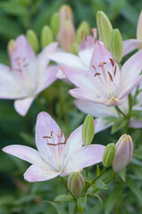 Fototapeta premium Asiatic Lily Rosella's Dream
