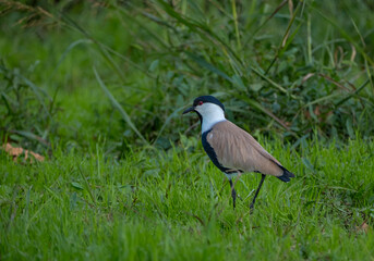 Spur-winged Lapwing (Vanellus spinosus) standing in green grass, side profile view, sharp wildlife portrait.