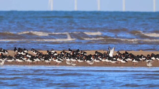 Group of Oystercatcher wading birds on the beach, sand bank with sea waves, lovely sea view video of the Oystercatchers