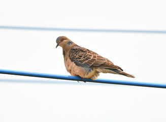 ゆったり休むキジバト