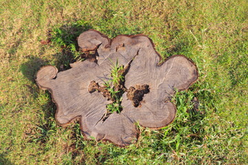 tree stump, nature, texture, outdoor, lawn,wood texture, outdoor, lawn, grass field, park, forest, rustic, organic, weathered