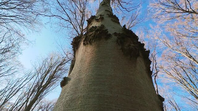 A low-angle video of a European Beech (Fagus sylvatica) trunk, showcasing the rough, textured bark against a clear blue sky.