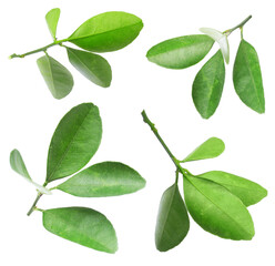 Citrus plant. Set of green leaves isolated on white