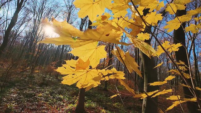 Yellow autumn maple leaves in the rays of backlight against the background of tall tree trunks.