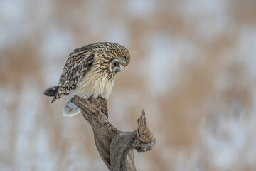 Short Eared Owl perched in winter