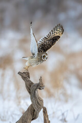 Short Eared Owl in flight