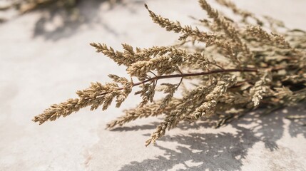 mugwort. Close-up of a dried mugwort plant showing its fibrous leaf texture. gardening catalogs, home-decor guides, designed for gardening and botanical catalogs, used by interior designers.
