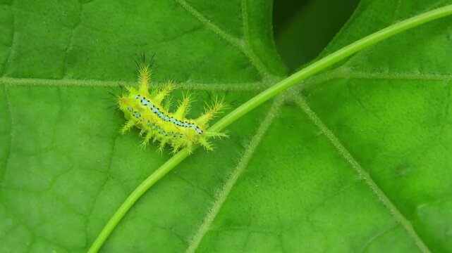 Close-up footage of a slug caterpillar, highlighting its smooth body, vivid colors, and unique texture in a natural environment.