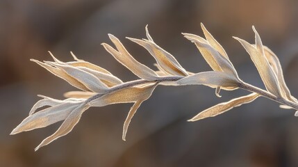 mugwort. Close-up of a dried mugwort plant showing its fibrous leaf texture. gardening catalogs, home-decor guides, designed for gardening and botanical catalogs, used by interior designers.