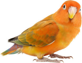 부드러운 색감의 모란앵무새 전신 배경 제거 이미지