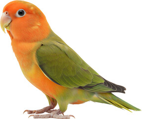 부드러운 색감의 모란앵무새 전신 배경 제거 이미지