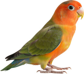 부드러운 색감의 모란앵무새 전신 배경 제거 이미지