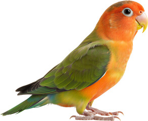 부드러운 색감의 모란앵무새 전신 배경 제거 이미지