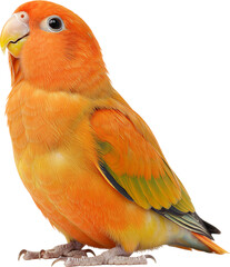 부드러운 색감의 모란앵무새 전신 배경 제거 이미지