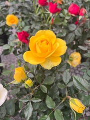 Fototapeta premium Yellow Rose Flower Blooming in Garden