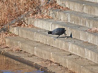 階段を降りるオオバン