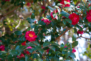 山茶花