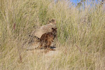 Rock wallaby kangaroo hiding in long grass in Australian bushland