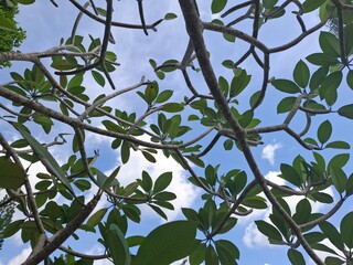 Low angle view of lush green leaves and tree branches against a clear blue sky. Peaceful nature background representing growth, environmental beauty, and fresh summer atmosphere.