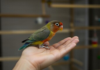 사람 손 위에 앉아 있는 모란앵무새 교감 장면