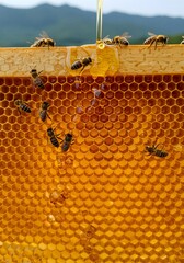 자연 속 양봉 작업 장면, 벌통에서 꿀을 수확하는 양봉가