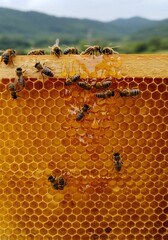 자연 속 양봉 작업 장면, 벌통에서 꿀을 수확하는 양봉가