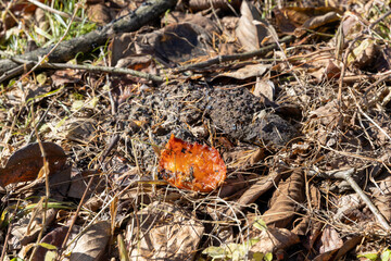 ツキノワグマが食べかけた柿の実と糞	