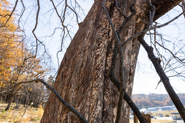 庭の柿の幹に付けられたの熊の爪痕	