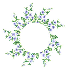 Wreaths chicory field plant on a white background. Hand drawn watercolor flowers plants chicory frame. Chicory Frame for packaging design, cards, invitations, etc.