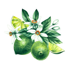 Watercolor hand-drawn citrus tropical fruit. Lime hand-painted illustration isolated on white. Botanical lime fruit for wedding invitations, festivals, or postcards.