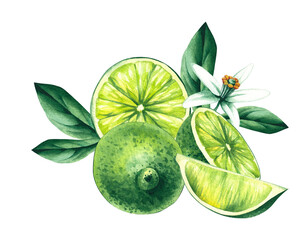 Watercolor hand-drawn citrus tropical fruit. Lime hand-painted illustration isolated on white. Botanical lime fruit for wedding invitations, festivals, or postcards.