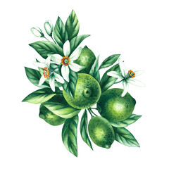 Watercolor hand-drawn citrus tropical fruit. Lime hand-painted illustration isolated on white. Botanical lime fruit for wedding invitations, festivals, or postcards.