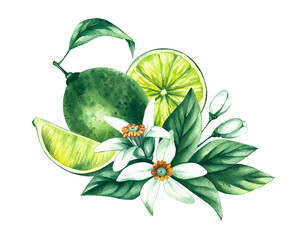 Watercolor hand-drawn citrus tropical fruit. Lime hand-painted illustration isolated on white. Botanical lime fruit for wedding invitations, festivals, or postcards.