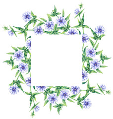 Wreaths chicory field plant on a white background. Hand drawn watercolor flowers plants chicory frame. Chicory Frame for packaging design, cards, invitations, etc.