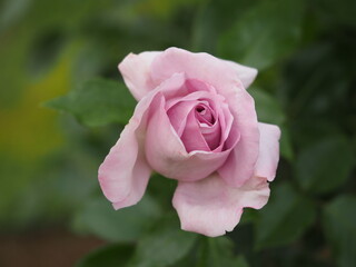 ラベンダー色のバラ　エモーションブルー