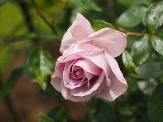 ラベンダー色のバラ　エモーションブルー