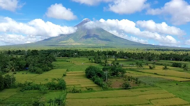 Mayon Volcano a beautiful view of lush and golden yellow rice fields beneath a clear blue sky in legazpi city albay philippines