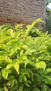 Vertical slow-motion video of bright green Polyscias filicifolia leaves gently swaying in the wind. Blurred red brick wall background. Ideal for mobile or social media stories.